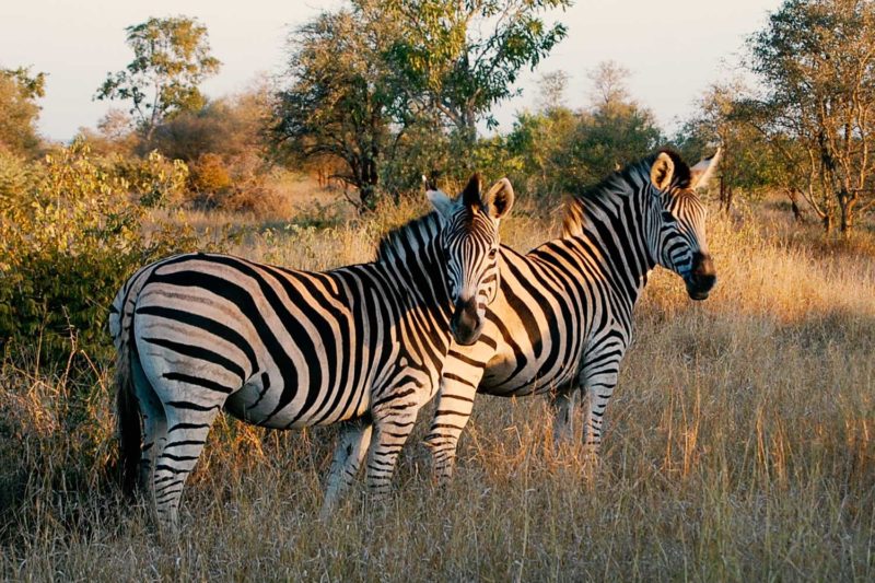 Tanzania Safari to kililimanjaro climb